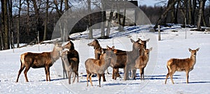 New Zealand red deer,