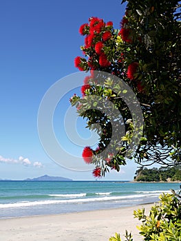 New Zealand: red flowering tree at beach