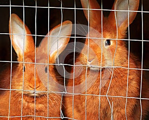 New Zealand red rabbits in a cage