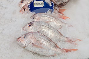 New Zealand red snapper fish on ice