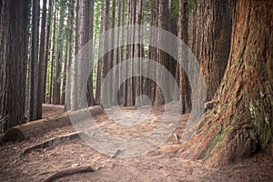 New Zealand Redwoods