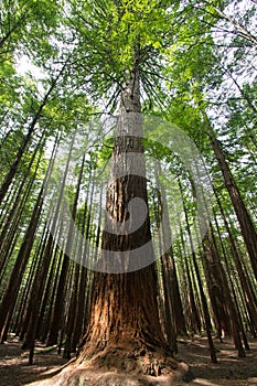 New zealand, rotorua, redwood forest photo