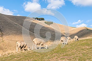 New Zealand rural landscape with flock of merino sheep