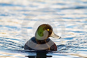 New Zealand scaup duck swimming in a pond