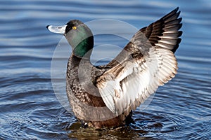 New Zealand Scaup Endemic Duck
