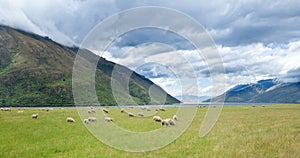 New Zealand Scenic Sheep Lake