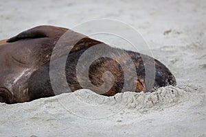 New Zealand Sea Lion