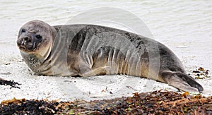 New Zealand sea lion (New Zealand)