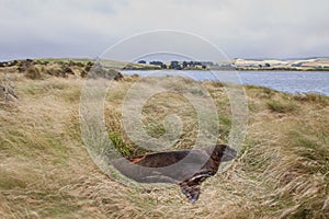 A New Zealand Sea Lion or Hookers`s Sea Lion sleeping in the grass at the shore of Surat Bay, New Zealand.