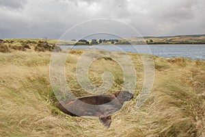 A New Zealand Sea Lion or Hookers`s Sea Lion sleeping in the grass at the shore of Surat Bay, New Zealand.