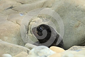 New Zealand sea lion (Phocarctos hookeri) New Zealand