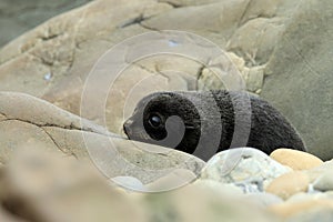 New Zealand sea lion (Phocarctos hookeri) New Zealand