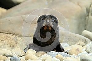 New Zealand sea lion (Phocarctos hookeri) New Zealand