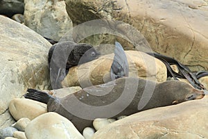 New Zealand sea lion & x28;Phocarctos hookeri& x29; New Zealand