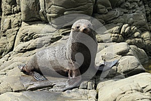 New Zealand sea lion (Phocarctos hookeri) New Zealand