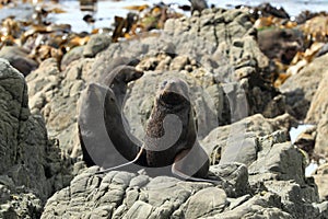 New Zealand sea lion (Phocarctos hookeri) New Zealand