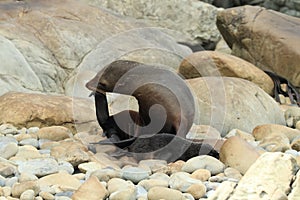 New Zealand sea lion (Phocarctos hookeri) New Zealand