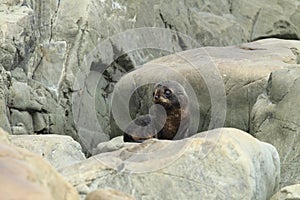 New Zealand sea lion (Phocarctos hookeri) New Zealand