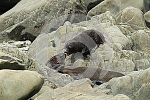 New Zealand sea lion (Phocarctos hookeri) New Zealand