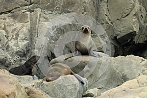 New Zealand sea lion & x28;Phocarctos hookeri& x29; New Zealand