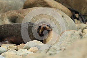 New Zealand sea lion & x28;Phocarctos hookeri& x29; New Zealand