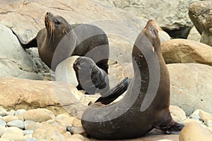 New Zealand sea lion (Phocarctos hookeri) New Zealand