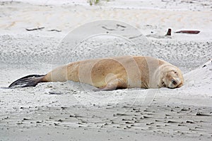 New Zealand sea lion Phocarctos hookeri sleeping in Sandfly beach, New Zealand