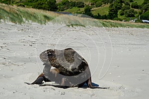 New Zealand sea lion scratching.