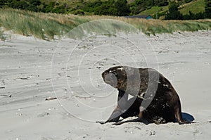 New Zealand sea lion scratching.