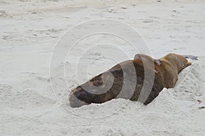 New Zealand sea lion sleeping.