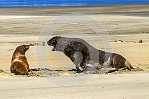 New Zealand sea lions