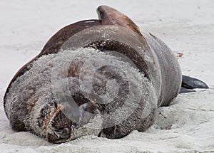 New Zealand Sealion