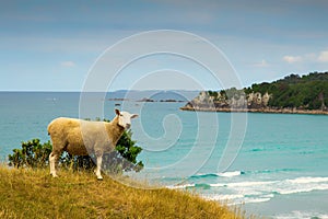 New Zealand sheep on the beach with turquoise water, Mount Maunganui