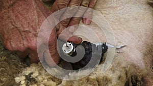New Zealand sheep being sheared