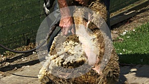 New Zealand sheep being sheared