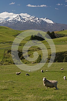 New Zealand sheep farm photo