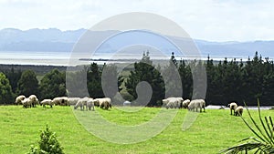New Zealand sheep on field