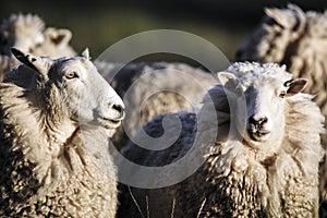 Sheep with full fleece of wool just before summer shearing photo