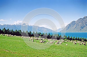 New Zealand Sheep Grazing photo