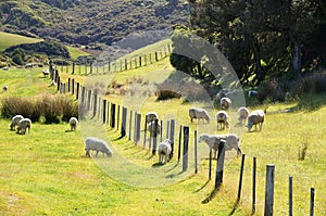 New Zealand Sheep