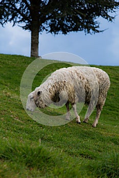 New Zealand sheep grazing on spring grass