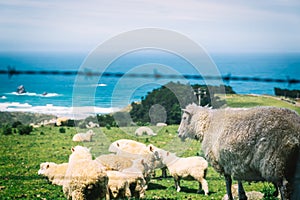 New Zealand sheep grazing on top of the hill with ocean view