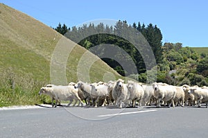 New Zealand sheeps on the road.