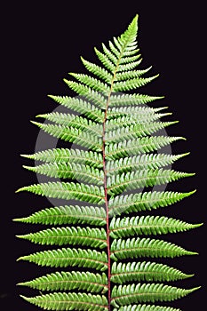 New Zealand Silver Fern isolated on black background