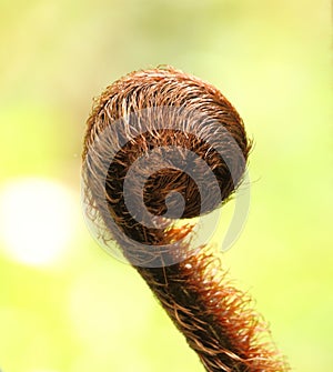 New Zealand silver fern Koru frond