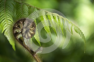 New Zealand fern Koru