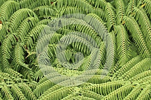 New Zealand silver fern trees Koru viewed from above