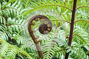 New Zealand silver fern unfurling frond with blurred background