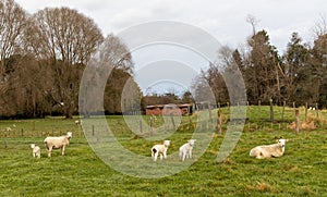 New Zealand Small Sheep Farm