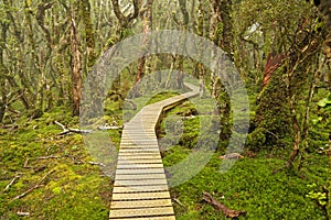 New Zealand South Island Trail